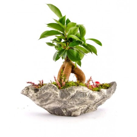 Marineris Serisi Ficus Bonsai